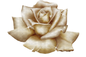gold rose - PNG gratuit