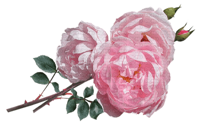 kukka, flower, fleur, ruusu, rose - 無料png
