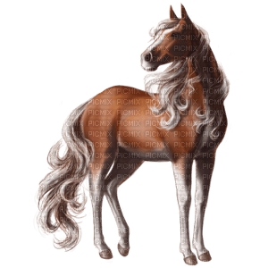 Champion Horse - Free PNG