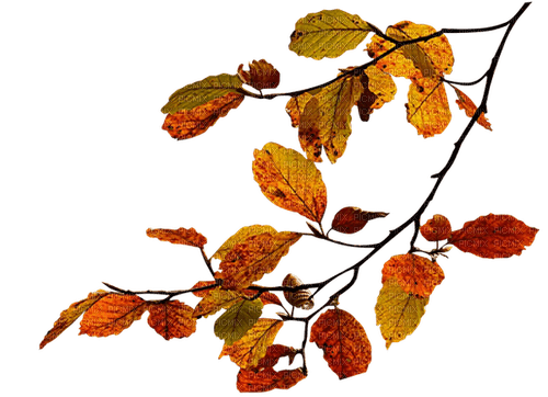 automne - бесплатно png