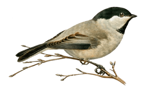 AVES - bezmaksas png