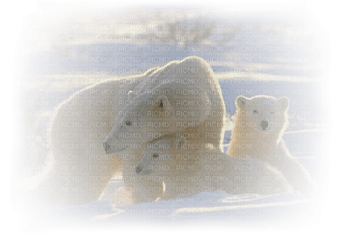 polar bear bp - bezmaksas png