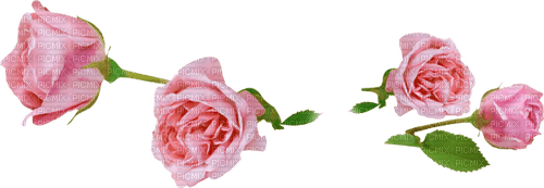 pink roses - 無料png