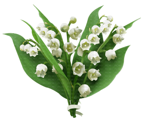 Lily of the Valley Bouquet - ilmainen png