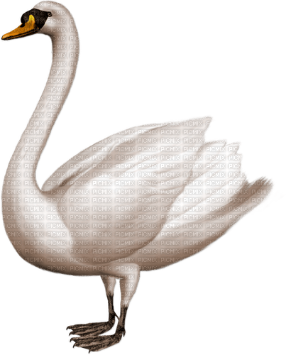 Swan-RM - png gratis