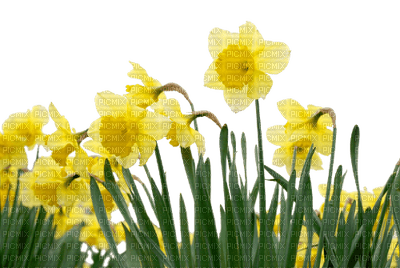 daffodil spring flowers border  printemps fleurs