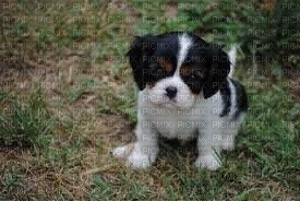 cavalier king charles - δωρεάν png