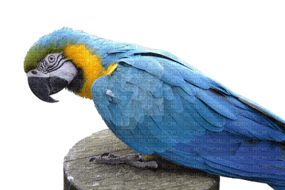 perroquet - png gratuito