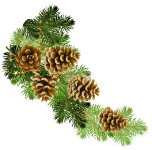 pine - png grátis