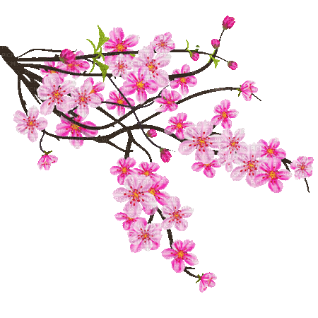 soave deco branch tree flowers spring oriental - Gratis animerad GIF