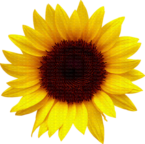 Sunflower.Brown.Yellow - darmowe png