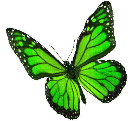 Animated.Butterfly.Green - By KittyKatLuv65 - GIF เคลื่อนไหวฟรี