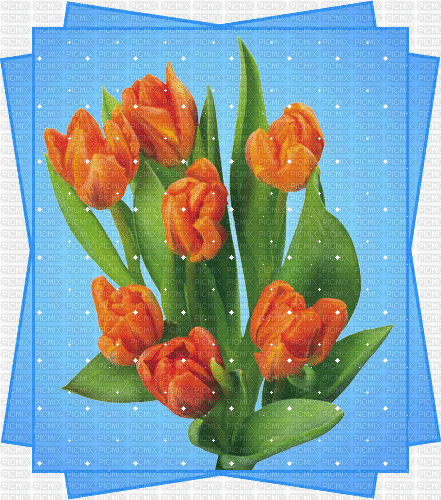Tulipany - Бесплатный анимированный гифка