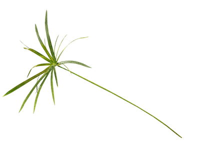 plants anastasia - PNG gratuit