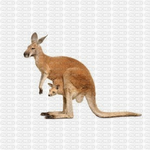 kangourou - ingyenes png