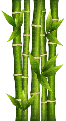 bamboo bp - 免费PNG