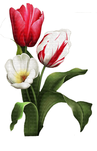 Tulips.Tulipes.Fleurs.Flowers.Victoriabea - PNG gratuit
