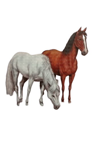 horses - PNG gratuit