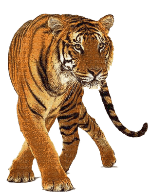 minou-animal-tiger - nemokama png