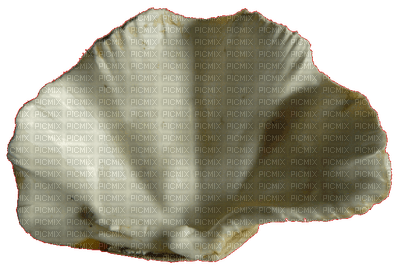 sea shell - nemokama png