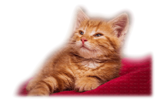 Chat - kostenlos png