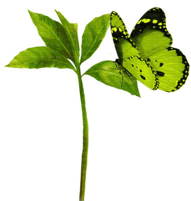 Kaz_Creations Butterflies Butterfly - png grátis