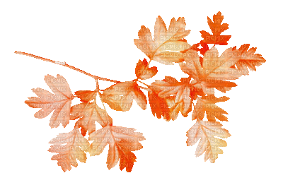soave deco branch leaves animated autumn orange - GIF animé gratuit