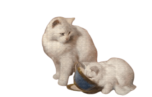 maj chats blancs - безплатен png