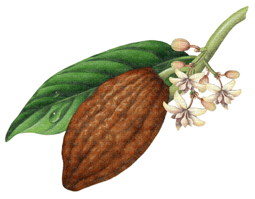 cocoa pod Bb2 - PNG gratuit