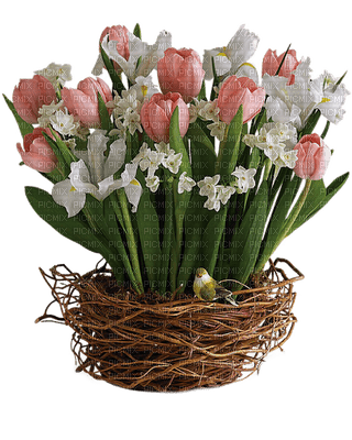 tulipanes - kostenlos png