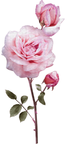 Roses.Pink - безплатен png