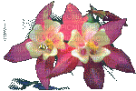fleur primevère /HD - Nemokamas animacinis gif