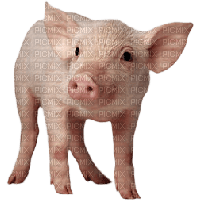 pig - безплатен png