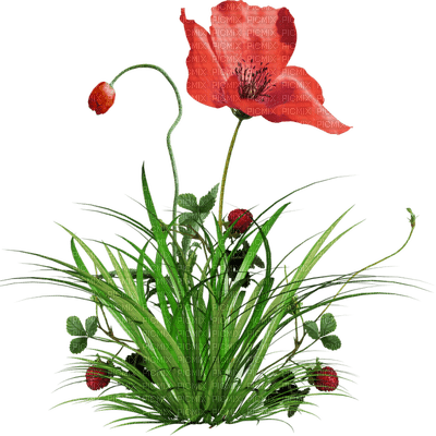 patymirabelle fleurs - bezmaksas png