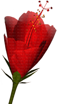 fleur rouge.Cheyenne63 - δωρεάν png