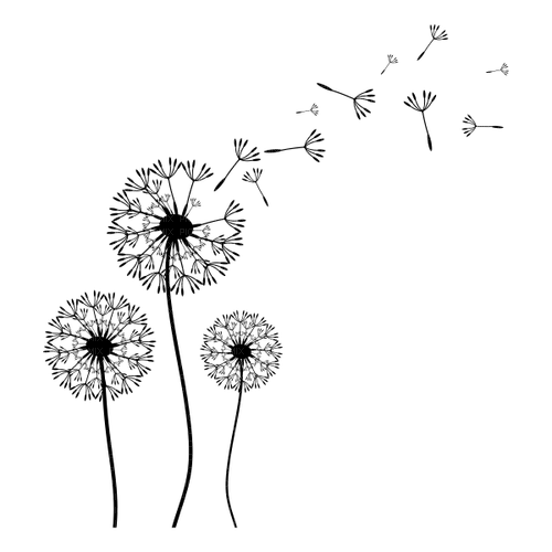 dandelions  Bb2 - gratis png