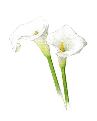 calla lily Bb2 - ücretsiz png