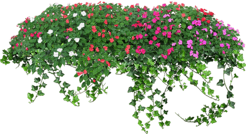 Bloemen en Planten - besplatni png