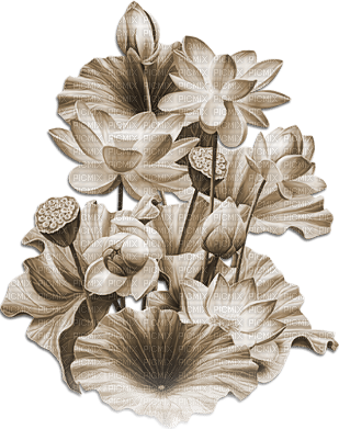 soave deco branch flowers water lilies sepia - zdarma png