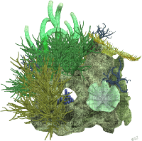 reef coral - zadarmo png