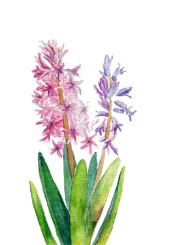 hyacinth Bb2 - png gratis
