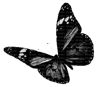 Ombre papillon.Z - Zdarma animovaný GIF