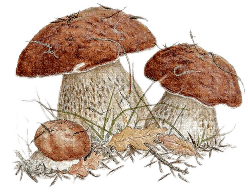 Pilze, Steinpilze, Herbst - 無料png