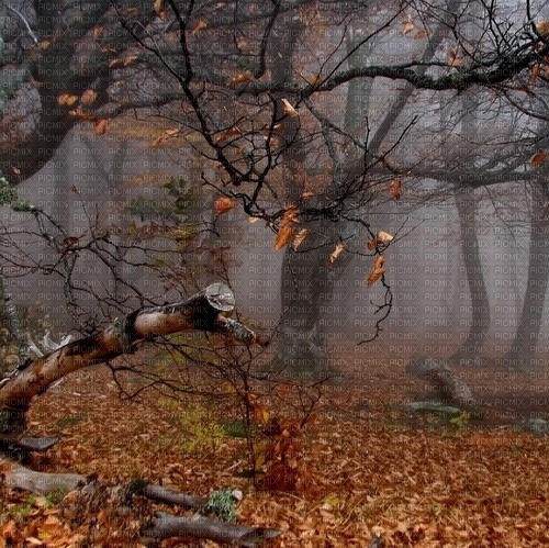 Осенний фон - png grátis
