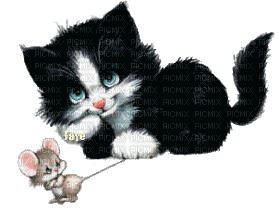 cats bp - Ingyenes animált GIF