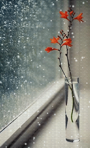 Background Window Flower - Animovaný GIF zadarmo