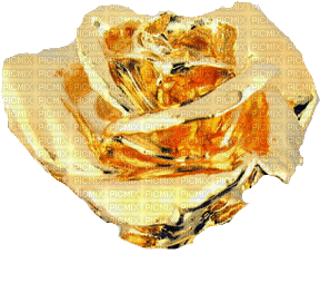 gold rose - zadarmo png