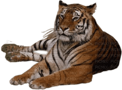 tiger katrin - PNG gratuit