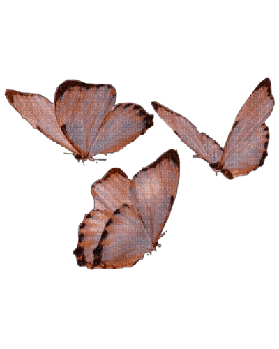 brown light butterfly's tube - gratis png