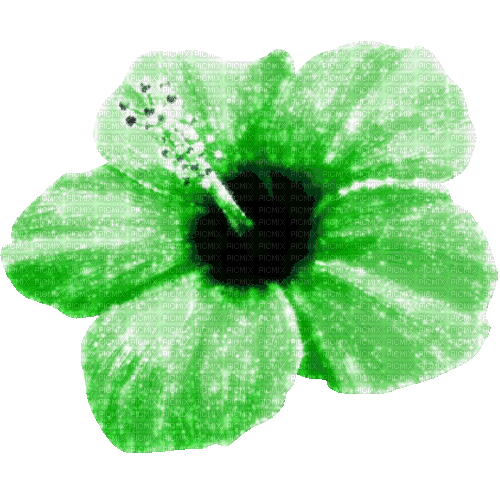 Animated.Flower.Green - By KittyKatLuv65 - Ingyenes animált GIF